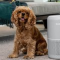 Do Air Purifiers Really Work on Pet Dander?